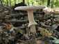 Párducgalóca (Amanita pantherina), Budai-hegység